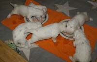 a_Vieno_Zorro_pups_nearly3weeks_yy