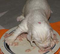 a_Vieno_Zorro_pups_nearly3weeks_yyy