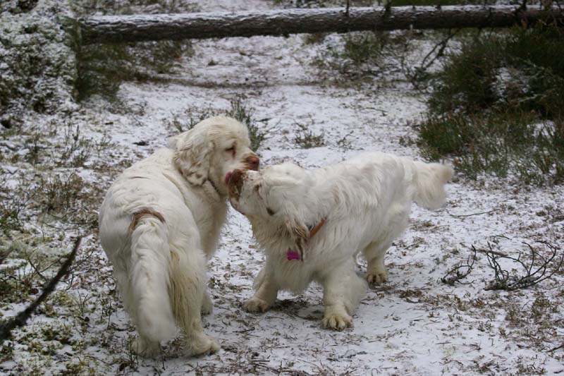 Mambo_20Jan2009_d_Bumbaa