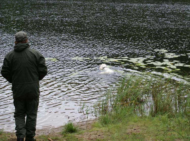 Hilla_water_retrieving_28Aug2010_c