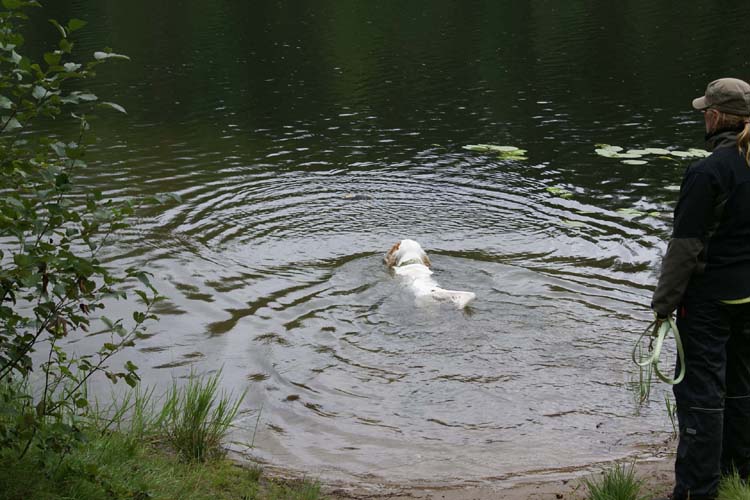 Napo_training_water_retrieving_28Aug2010_a
