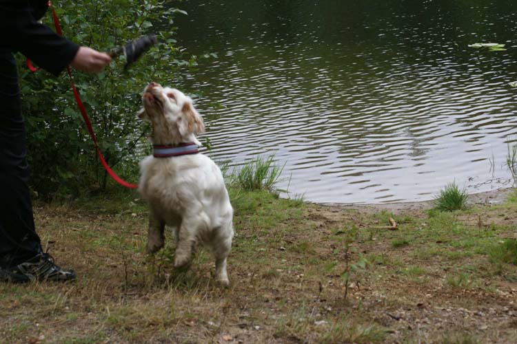 Vieno_going_Wild_for_Mallard_wings_28Aug2010_b