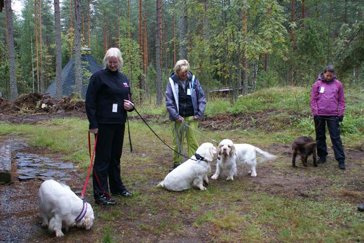a_Spaniel_Hunting_Ability_test_28Aug2010_d