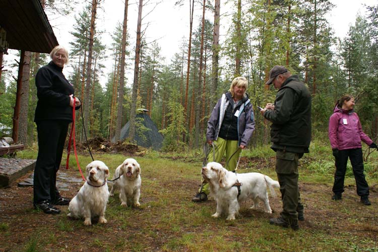 a_Spaniel_Hunting_Ability_test_28Aug2010_f