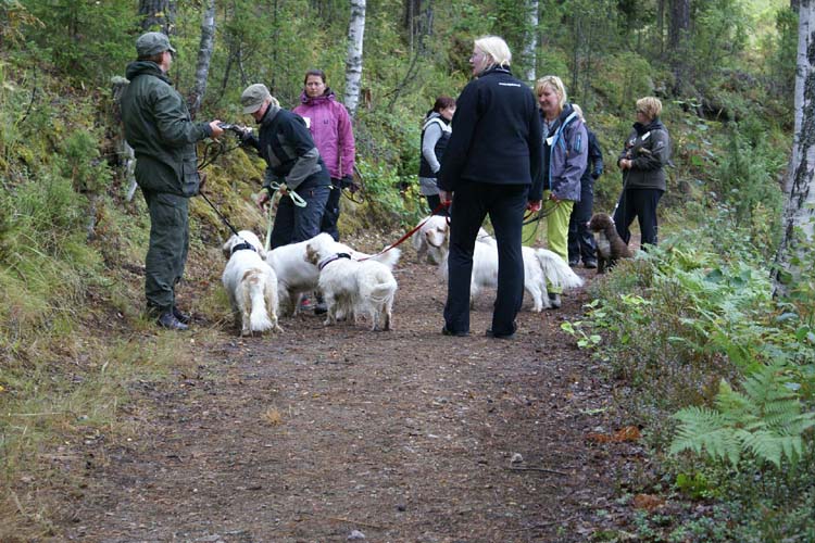 a_Spaniel_Hunting_Ability_test_28Aug2010_g