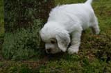 Matti_8weeks_i