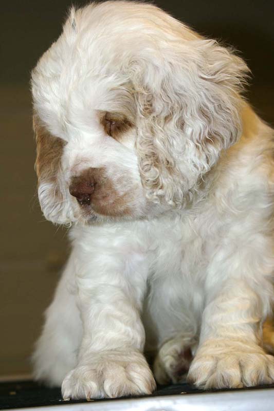 ST_Snow_Matter_8weeks_c