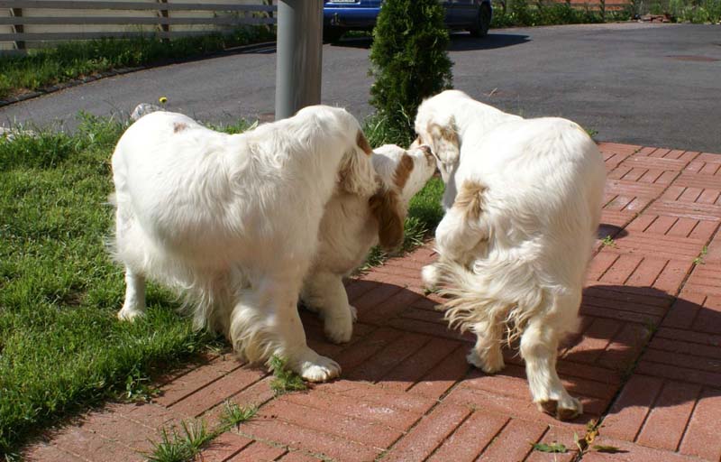 Matti_3,5months_l_Momma-Cotton_Bumbaa