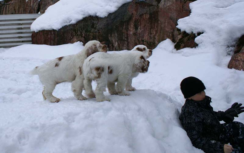 pups_23March2010_nnn