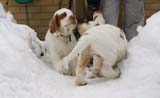 pups_23March2010_a