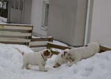 pups_23March2010_c