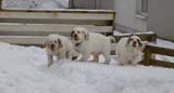 pups_23March2010_d
