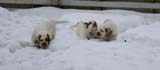 pups_23March2010_i