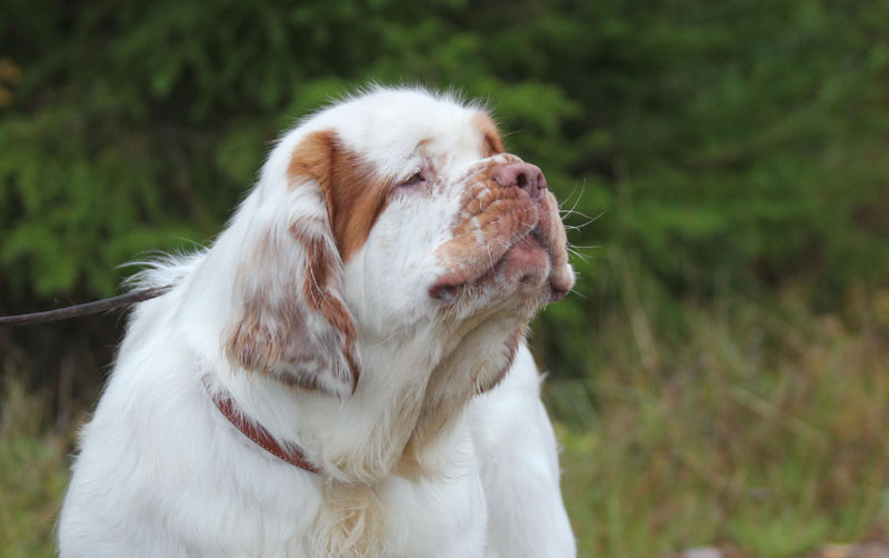 Napo_21months_hunting_training_Sept2011_c