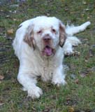 Click to view photogallery of Nasu 10 months old