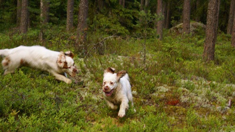 Fairytale_kids_6July2010_Nasu_Napo_b