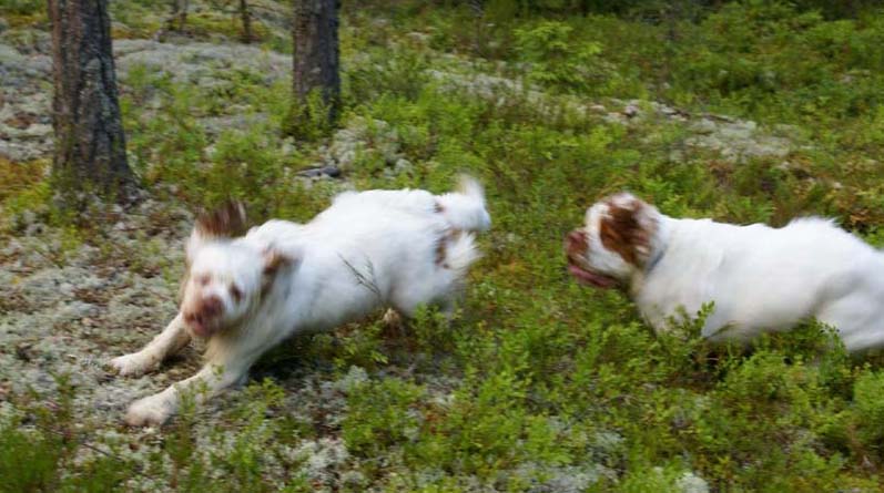 Fairytale_kids_6July2010_Nasu_Napo_c