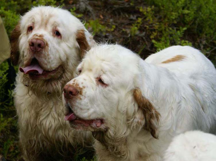 Fairytale_kids_6July2010_Vito_Bumbaa