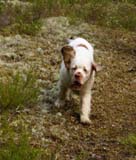 Fairytale kids meeting - Bertta, Olga, Nasu & Napo + Vito, Reno, Bumbaa & Hilla