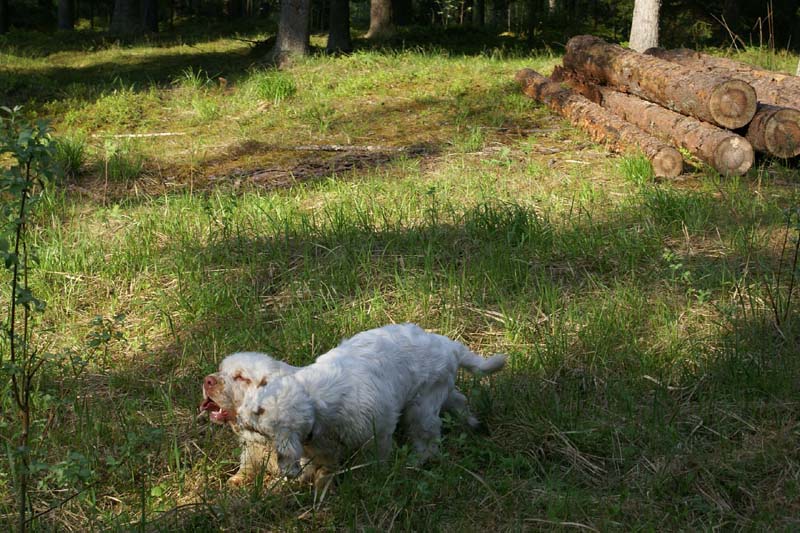 Fairytale_pups_18May_aa