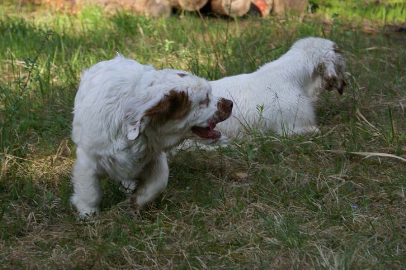 Fairytale_pups_18May_d