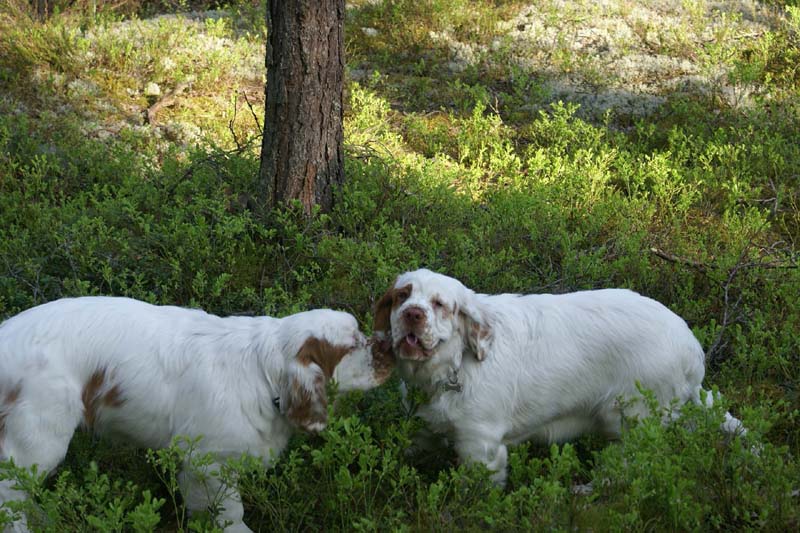 Fairytale_pups_18May_g