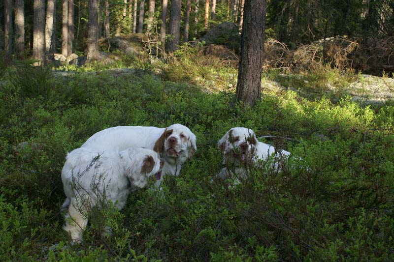 Fairytale_pups_18May_h