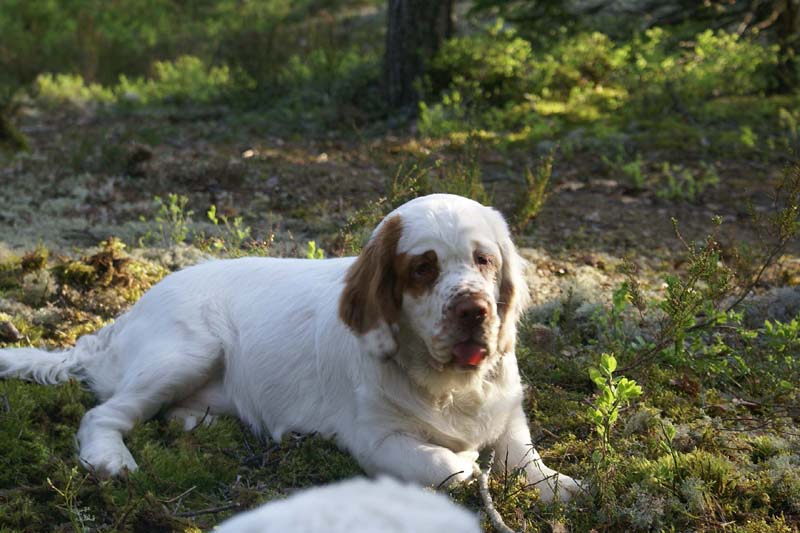 Fairytale_pups_18May_j