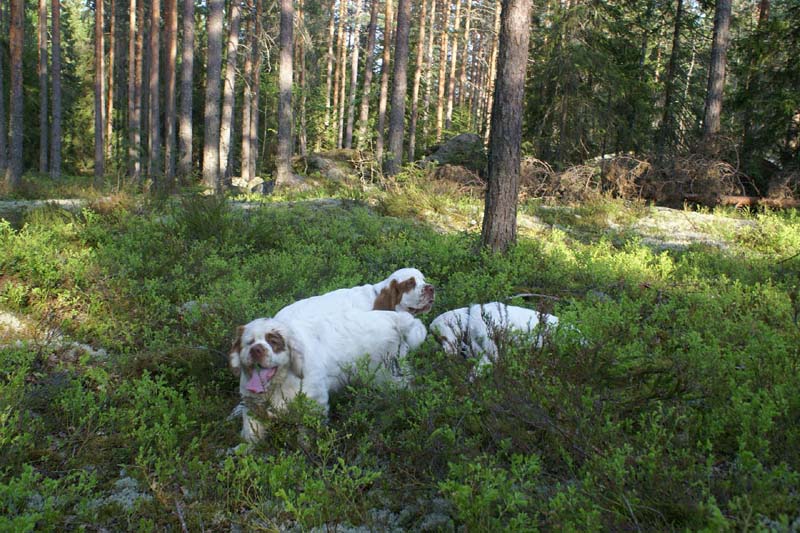 Fairytale_pups_18May_k