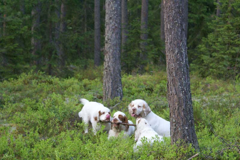 Fairytale_pups_18May_kk