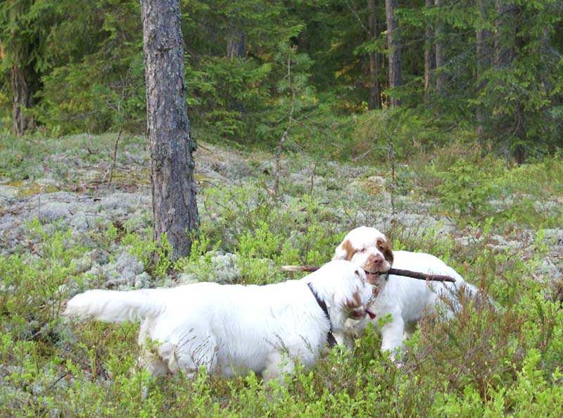 Fairytale_pups_18May_mm