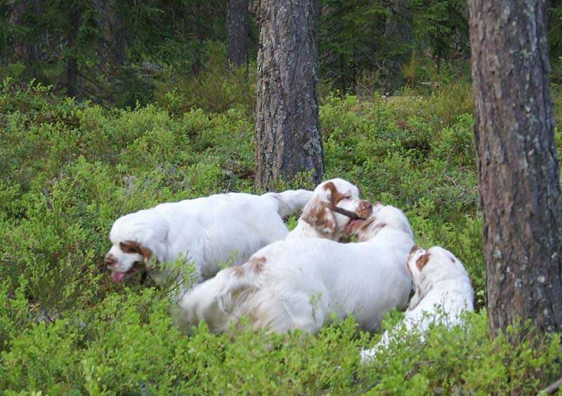 Fairytale_pups_18May_mmm