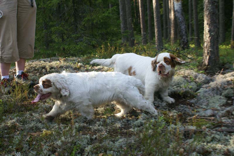 Fairytale_pups_18May_n