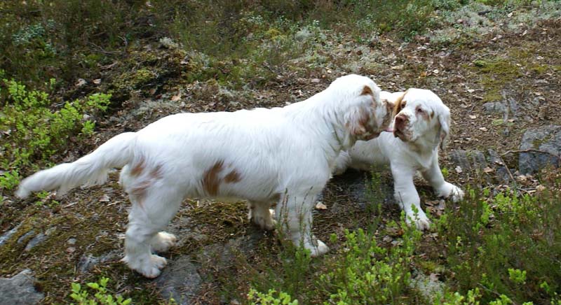 Fairytale_pups_18May_nn