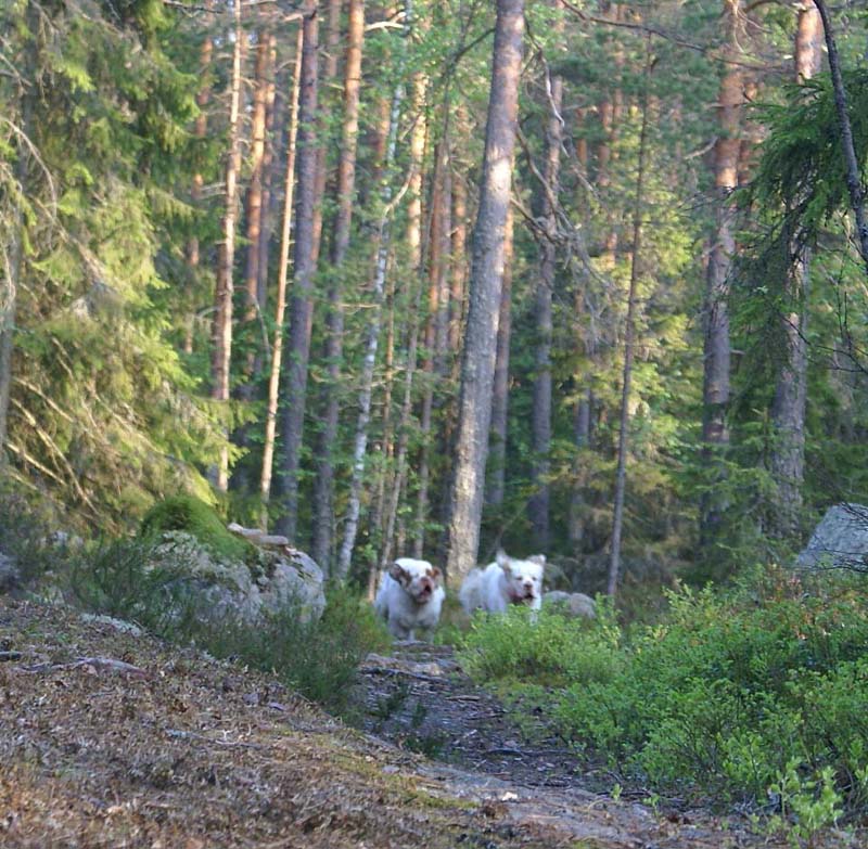 Fairytale_pups_18May_nnn