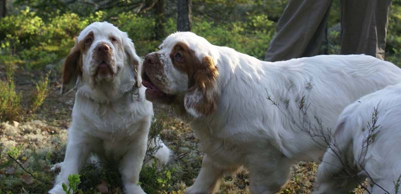 Fairytale_pups_18May_o