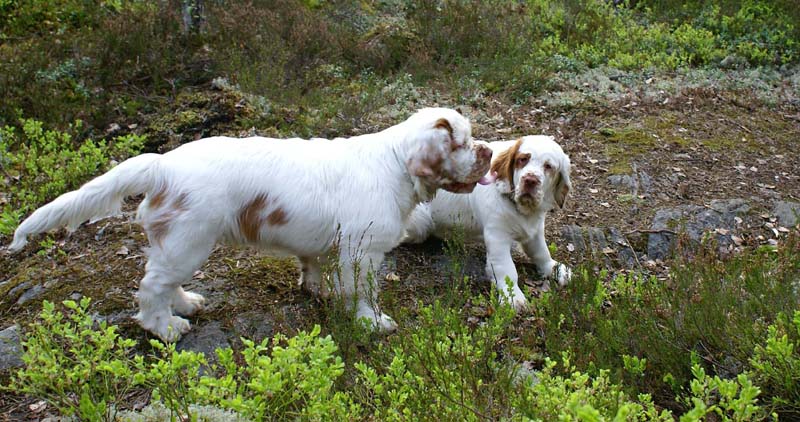 Fairytale_pups_18May_ooo