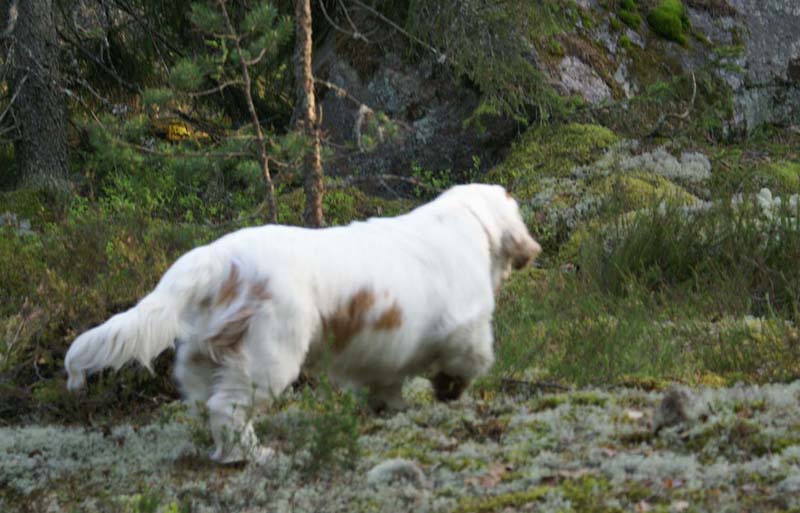 Fairytale_pups_18May_qq