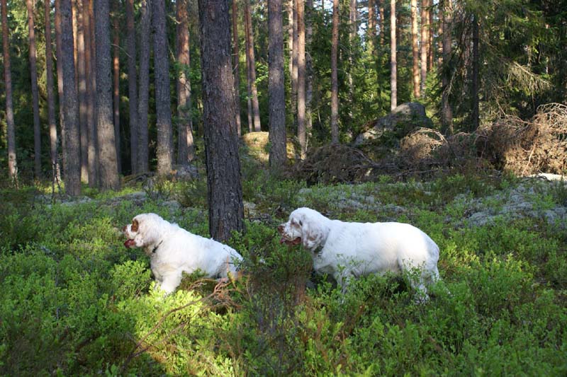 Fairytale_pups_18May_t