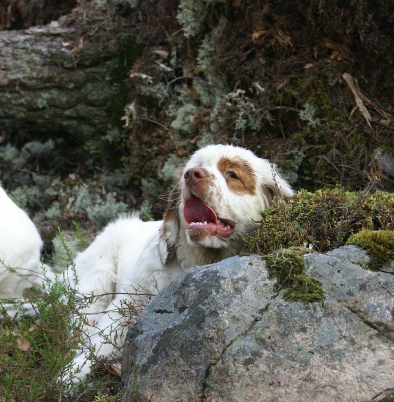 Fairytale_pups_18May_ttt