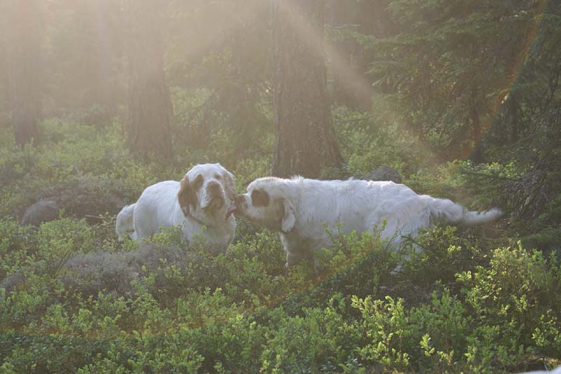 Fairytale_pups_18May_v