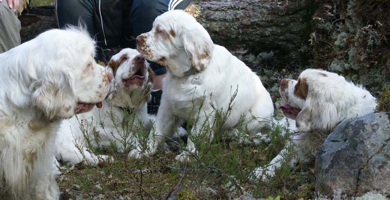 Fairytale_pups_18May_vvv