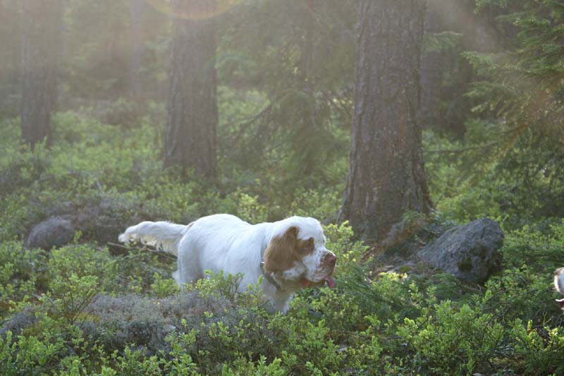 Fairytale_pups_18May_w