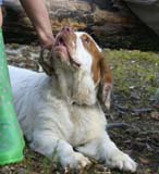 Fairytale_pups_18May_rrr