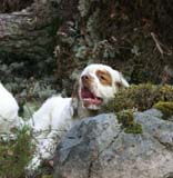 Fairytale_pups_18May_ttt