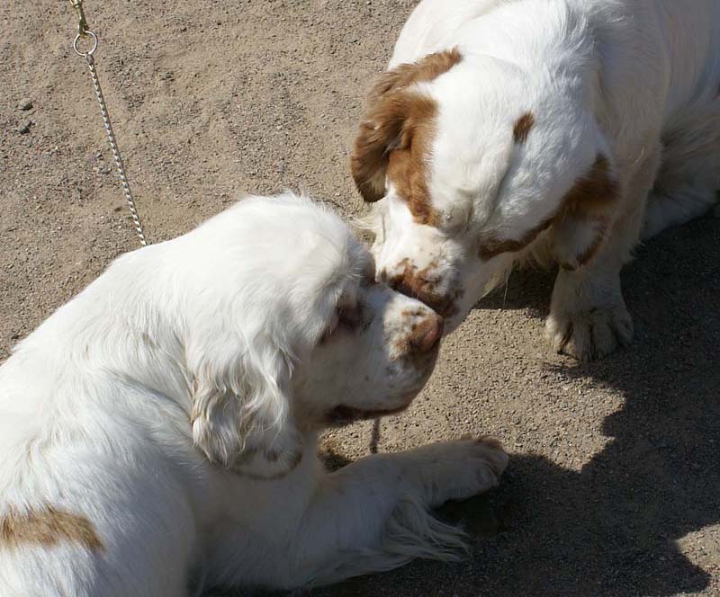 Bumbaa_15months_Raahe_Rocky22months_d