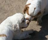 Bumbaa_15months_Raahe_Rocky22months_d