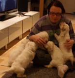 Pups_almost_6weeks_d