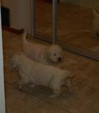 Pups_almost_6weeks_f