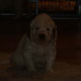 Pups_almost_6weeks_jj